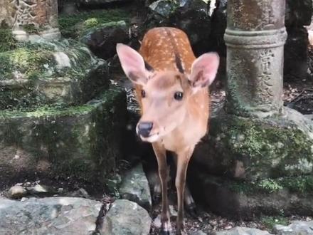 鹿为什么会向人类点头真的只是礼貌吗?#奈良小鹿 #涨知识#科普#点头 @抖音小助手