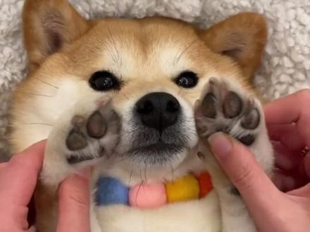 柴犬,狗界大犟种,喜欢用屁股攻击别的动物 #柴犬 #科普
