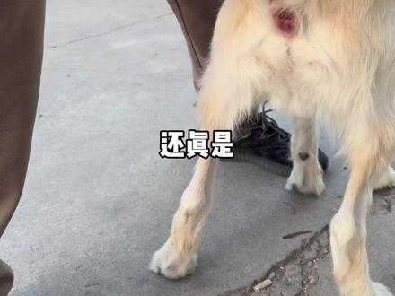 狗狗肛门腺堵塞,造成红肿!#拉布拉多 #金毛 #狗 #科学养宠攻略 #狗狗故事