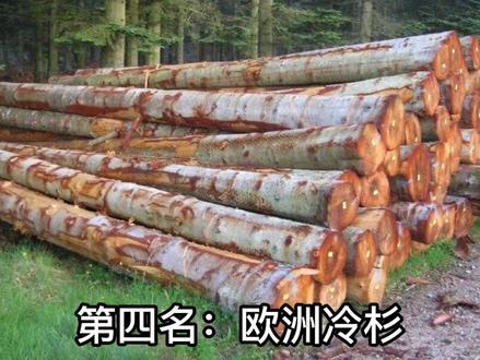 世界上10种最软的木头,你知道几个?#红木家具 #红木 #家具 #实木家具 #国标红木 #木材 #红木沙发 #红木家具工厂 #涨知识