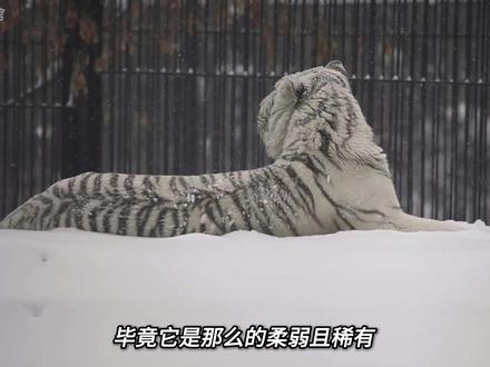 你喜欢白虎吗? #动物世界 #神奇动物在抖音