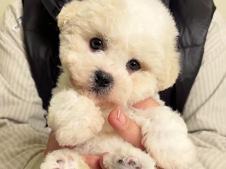 还有其他感兴趣的犬种吗?#比熊 #狗狗 #二狗挑狗