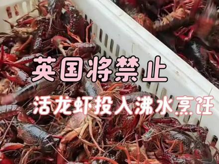 这是左右脑互搏起来了? #英国 #英国新规将禁止活煮龙虾 #龙虾