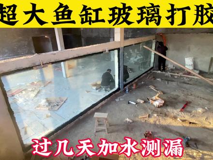 超大鱼缸打胶完成,准备封顶#巨骨舌鱼 #观赏鱼 #水族 #养鱼养心 #亚马逊猛鱼