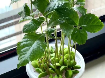 🌱🌱水培枇杷小盆栽,春日限定。清水生绿,治愈所有匆忙。#水培枇杷 核 #水培植物 #水培绿植 #绿植盆栽 #真实生活分享计划