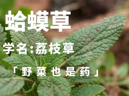 药食同源的宝藏小草 因为长得像蛤蟆所以叫蛤蟆草,农村的朋友都认识#荔枝草 #蛤蟆草 #野菜 #春天的美食来自田野