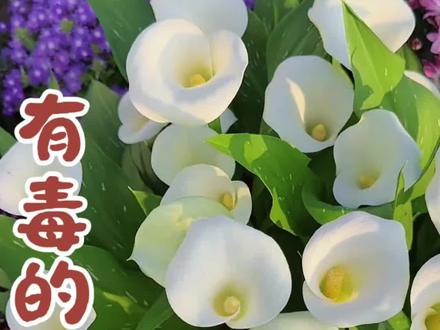 常见的有毒的花#花卉绿植 #有毒植物 #植物科普 #涨知识