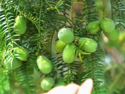 红豆杉科里最美味的果子,但很多人却不认识它#香榧 #坚果 #红豆杉