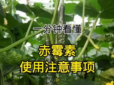 农资微视频113:赤霉酸使用注意事项。#植物生长调节剂 #三农流量扶持计划 #种植小技巧 #农业种植 #分享农业知识帮农民增产增收 #新农人计划2023