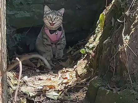 猫咪:我感受到了一股来自异次元的杀意#我的刀盾 #搞笑