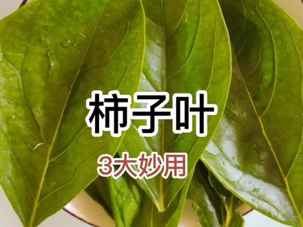 农村常见的柿子叶有3大妙用,学会了省钱又实用 #柿子叶 #柿子叶茶 #植物 #果树