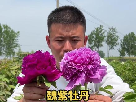 魏紫不紫,姚黄不黄您觉得的?#牡丹种植 #牡丹 #菏泽牡丹