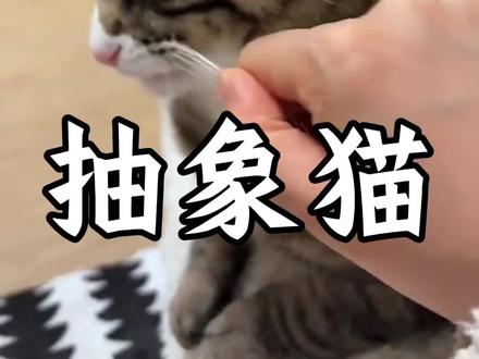 猫咪的屎山代码到底多抽象?#猫咪 #猫咪知识#猫咪的迷惑行为