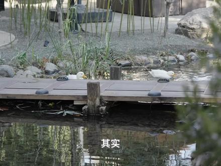 丢掉遥控器是机器人生命感的第一步-Vbot大头全网首测 #Vbot维他动力 #Vbot发布首款无需遥控的机器狗 #具身智能 #ai新星计划 #抖音知识年终大赏