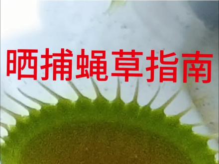 给捕蝇草晒阳光#食虫植物#上热门#捕蝇草