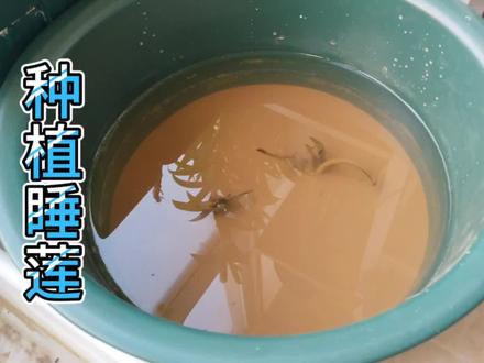 家庭种植迷你睡莲全过程第一视角经验分享#碗莲 #睡莲 #迷你睡莲 #水培植物 #我的花花草草🌸🌸 #养花 #春天种花 #养花修心