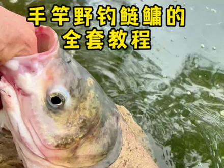 手竿野钓鲢鳙的全套教程#钓鱼知识 #野钓鲢鳙 #钓鱼教学 #开饵技巧