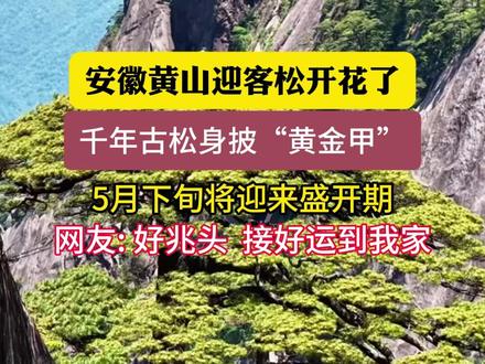 安徽黄山迎客松开花了,千年古松身披“黄金甲”