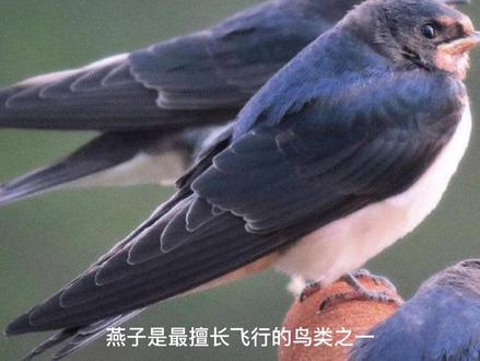 大雁南飞飞何处?南非啊!对,南飞何处?南非啊!?!