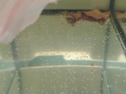 一窝斗鱼苗居然有 7、8 百条?你敢相信?😱#观赏鱼 #养鱼日记