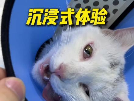 沉浸式体验带一家三口绝育 #猫咪绝育