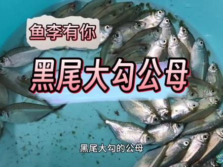 黑尾大勾如何区分公母观赏鱼如何繁殖鱼房养鱼#淡水鱼 #黑尾大勾