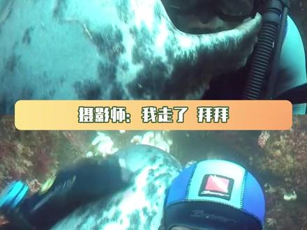 企鹅:你了不起你清高,你拿老子当谢礼 #海豹 #企鹅 #摄影师 #动物