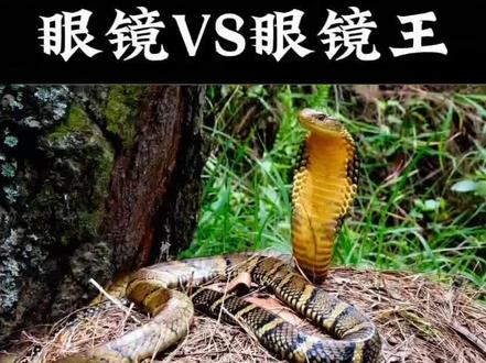 眼镜蛇与眼镜王蛇是一样的吗?#眼镜王蛇 #动物世界 #蛇类科普