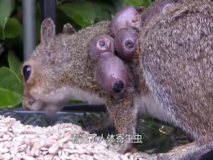 美女非洲野外游玩,却不料被马蝇幼虫寄生#寄生虫 #马蝇幼虫