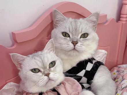 小豆花家终于有狗啦!萌萌的太可爱了!#奔腾小马潮趣满格 #奔腾小马 #改装 #猫 #狗