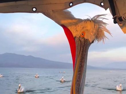 嘴大吃四方的鹈鹕 #动物世界 #鹈鹕 #大嘴