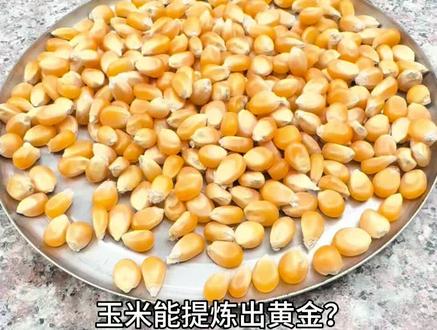 一顿玉米可以提炼出 10 克黄金#黄金#玉米