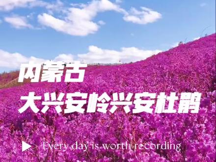 内蒙古大兴安岭兴安杜鹃,漫山遍野花开如诗!直男也爱花,潇洒又浪漫!#杜鹃花 #满山遍野映山红 #风景 @DOU+小助手