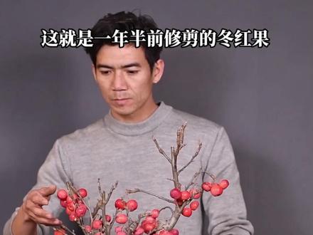 一起学盆景 冬红果盆景 盆景里的蚂蚁为什么那么多?#冬红果盆景 #盆景修剪 #盆景制作@录品记小号