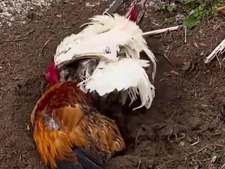 鸡刨坑是怎么回事#农村养鸡人