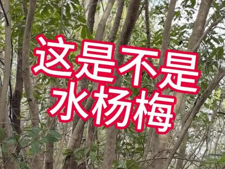 这是水杨梅吗‖做锄头柄的好材料#植物科普 #自然采集者
