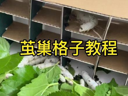 很多人私信要教程,抽空做了一个蚕巢格子教程。蚕宝宝要结茧,做几个这样的小格子做蚕房,可以方便它结茧哦!一点纸壳就能完成了!#养蚕日记 #蚕宝宝成长记 #纸箱改造