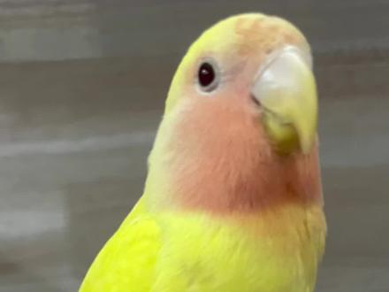 鹦鹉在笼内来回走#可爱到爆炸💥 #萌宠 #鹦鹉🦜 #手养鸟 @DOU+小助手