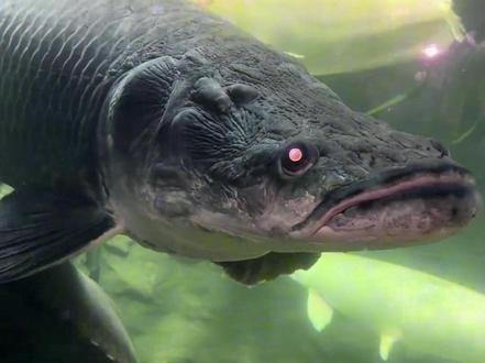 野外河流之王,巨骨舌鱼! #巨骨舌鱼 #亚马逊猛鱼