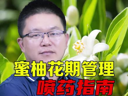 柚子、柑橘花期要注意什么?病虫害要怎么防?蓟马蚜虫怎么打?看完就知道了。#柑橘种植 #柚子 #柑橘 #果树种植