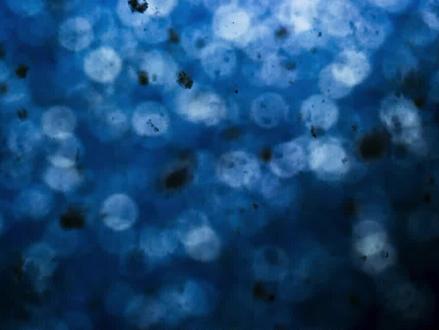 大海里也会下“雪”,大自然真的太神奇! #海洋雪 #神奇的大自然 #深海