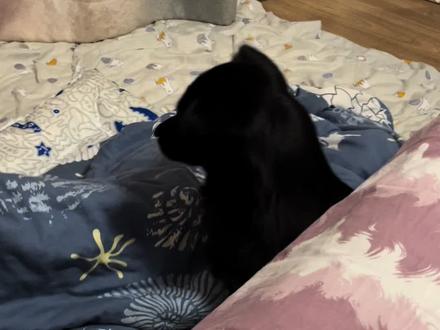 糖豆对二哥呲牙咧嘴,对大哥笑脸盈盈,喜欢和不喜欢真明显。😂#狗狗:没事哒没事哒 #狗狗的心思都写在脸上了