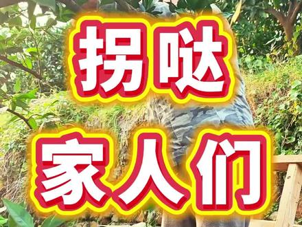 #拐哒#纽荷尔橙#石门县 #纽荷尔橙剪枝