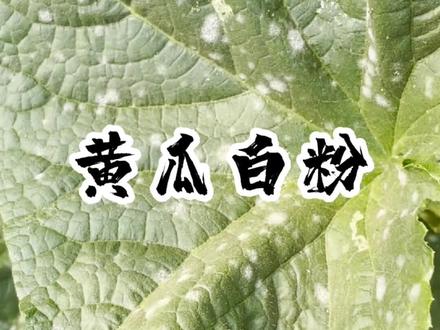 家庭种菜,遇到连续阴天下雨,环境通风不好,就容易得白粉病,发现一定要及时喷药!#分享家庭养花知识
