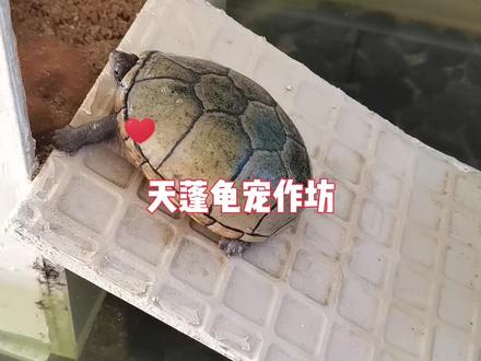 东方龟苗出壳了#养龟日常 #养龟人 #孵化