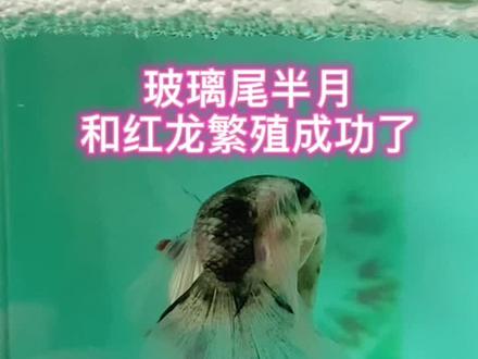 #斗鱼 #热门 #繁殖斗鱼 玻璃尾半月和红龙半月繁殖成功了
