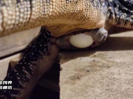 独居多年的巨蜥三嫂竟然怀孕了,一口气产下8个幼崽,何人所为?#巨蜥 #产卵 #孵化幼崽 #蜥蜴 #三哥