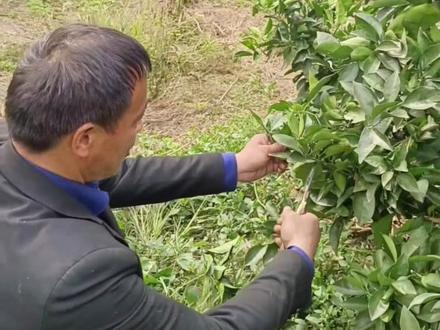 石门红土桔农之家助您科学种植!纽荷尔脐橙大树修剪