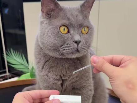 猫狗狂犬病毒Rabies一项检测抗原检测卡宠物精准筛查宠物医院同款#猫狗狂犬病毒检测卡 #宠物狂犬病检测试纸 #抗原检测卡 #宠物用品 #养宠必备