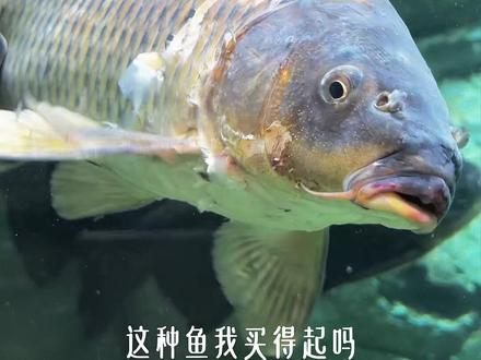 你敢卖我就敢收 #巨骨舌鱼 #生猛淡水鱼 #淡水猛鱼的种类 #养鱼养心 #养鱼人